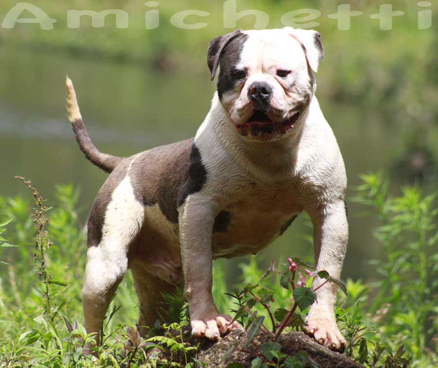 Ye olde deals english bulldog